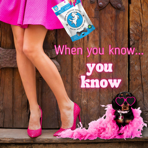 happytails canine wellness images